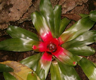 Neoregelia carolinae