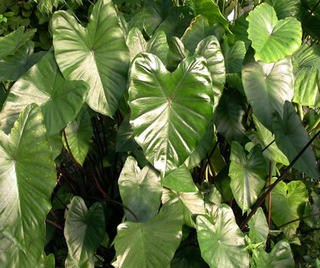 Black Taro - Aracea sp.