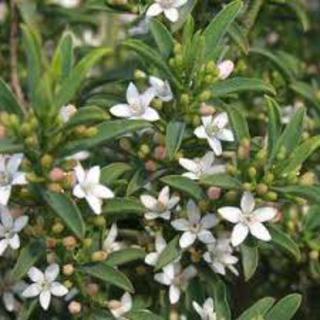 Eristemon myoporoides 'Profusion' PB 12