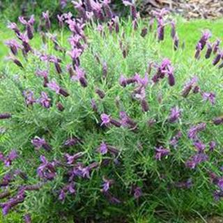 Lavandula - Major