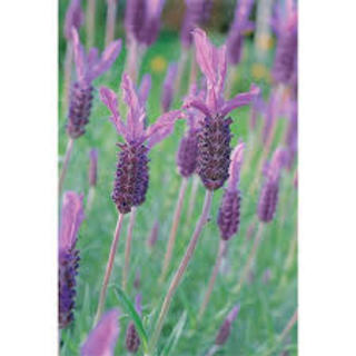 Lavender 'Avonview' 1.3 L