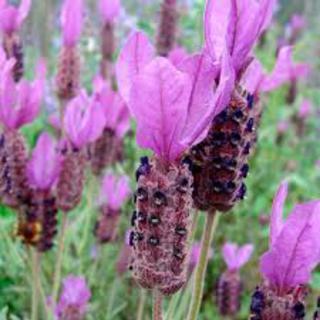 Lavender 'Marshwood' 1.3 L