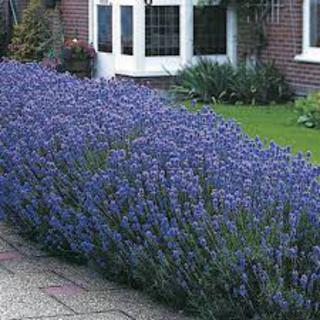 Lavender angustifolia 'Munstead' 