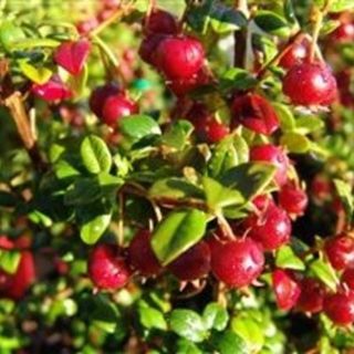 Myrtus ugni Cranburry PB5