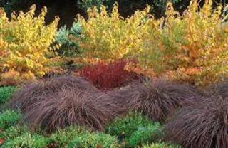 Carex comans 'Bronze'