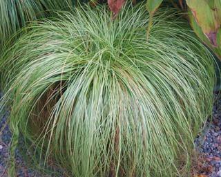 Carex 'Frosted Curls'