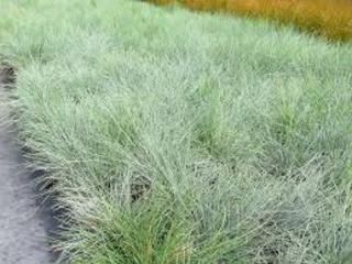 Festuca 'Banks Peninsula'