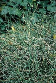 Juncus inflexus 'Afro'