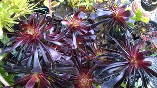 Aeonium arboreum  'Zwartkop' Black Rose