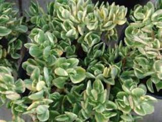 Crassula ovata 'Variegata'