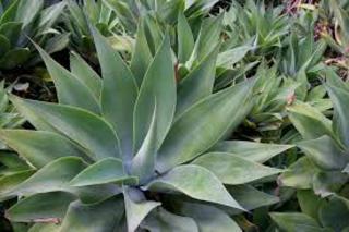 Agave attenua