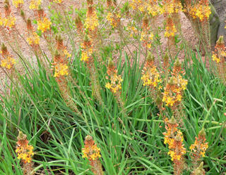 Bulbine fructescens