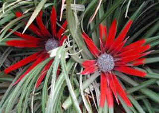 Fascicularia bicolor