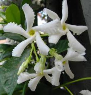 Trachelospermum jasminum 