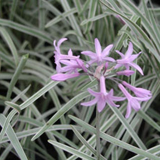 Tulbaghia violacea