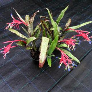 Billbergia saundersii