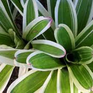 Neoregelia caroliniae 'Variegata'