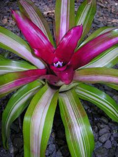 Neoregelia carolinae 'Tricolore'