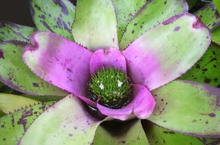 Neoregelia concentrica