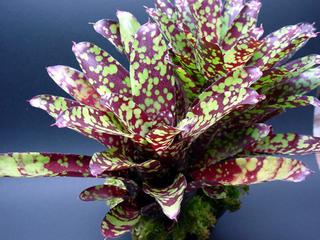 Neoregelia marmorata