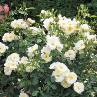 Groundcover rose 'White'