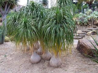 Beaucarnea recurvata/Ponytail Palm 