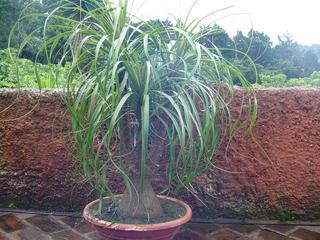 Beaucarnea guatemalensis/Red Ponytail Palm PB5