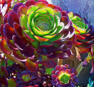 Aeonimum arboretum 'Atropurpureum'