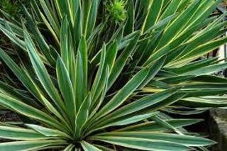 Yucca elephantipes 'Variegata' 