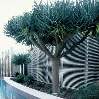 Dracaena draco 