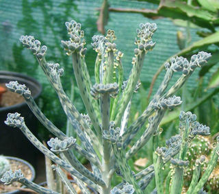 Bryophyllum tubiflorum