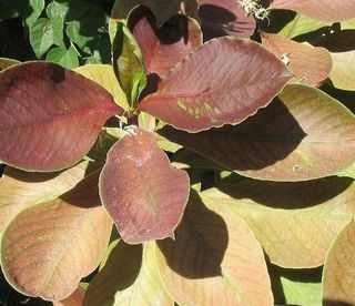 Euphorbia bicompacta var rubra