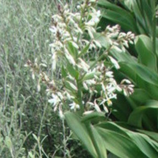 Corokia and Arthropodium spp