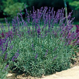 Lavender Angustifolia (True) 1.3L