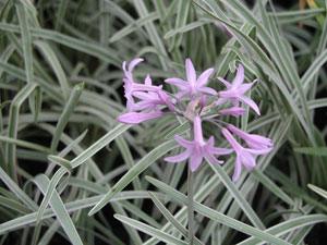 Tulbaghia violacea 'Variegata'