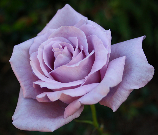 Rosa Blue Moon (Hybrid Tea Rose)