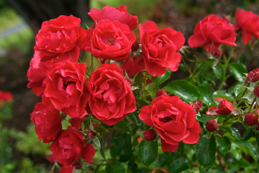 Groundcover rose 'Scarlet'