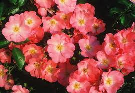 Groundcover rose 'Coral'