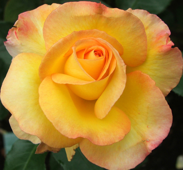 Rose Solitaire New Zealand Roses Shop Online