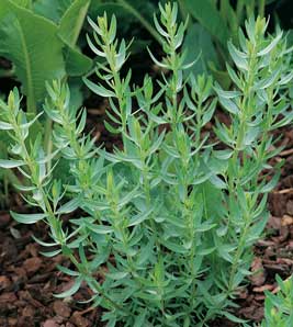 French Tarragon