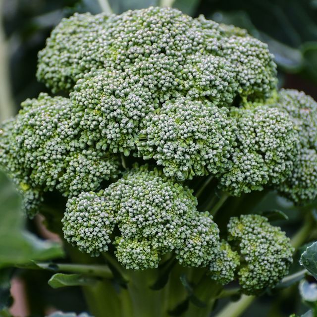 Broccoll - single pot