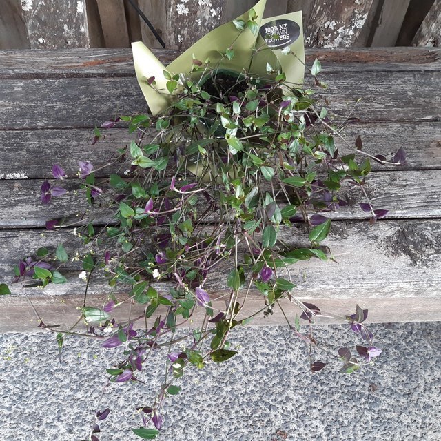 Tahitian Bridal Veil Plant Gibasis geniculata Gifts for Him n Her