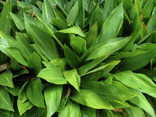 Aspidistra elatior