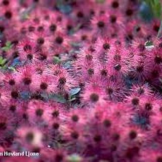 Acaena purpurea 