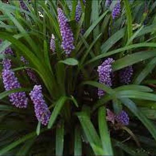 Liriope muscari