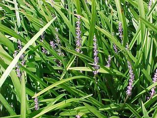 Liriope spicata (GL)