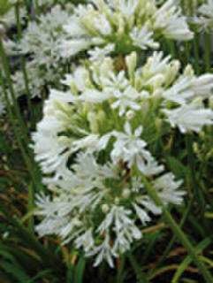 Agapanthus Finn (PVR)
