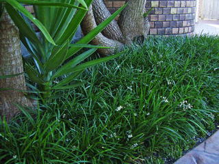 Ophiopogon planicapus