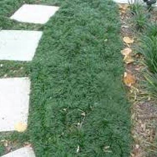 Ophiopogon Japonica Nana PB5