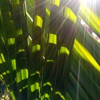 Kermadec Island Nikau